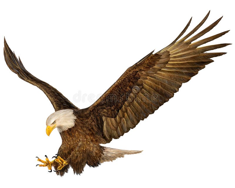 Águila calva libre illustration Águila calva libre illustration