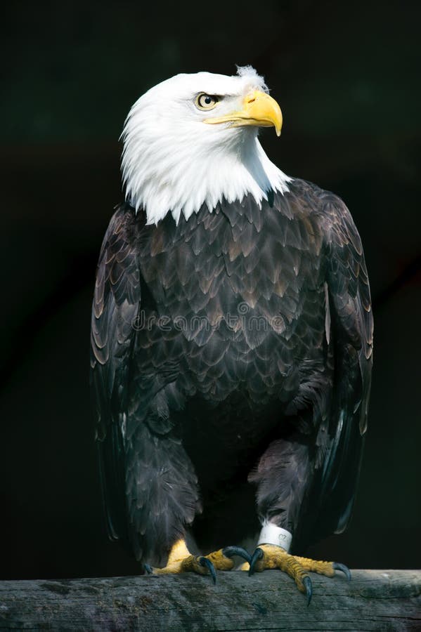 Águila calva prisionera
