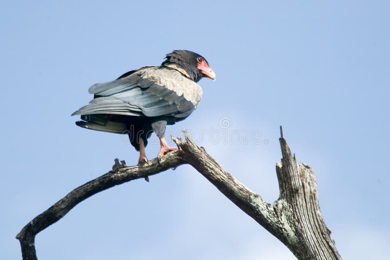 Águila de Bateleur fotos de archivo libres de regalías