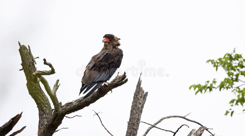 Águila de Bateleur encaramada en un árbol. Águila de Bateleur encaramada en una rama de árbol muerto en Botsuana