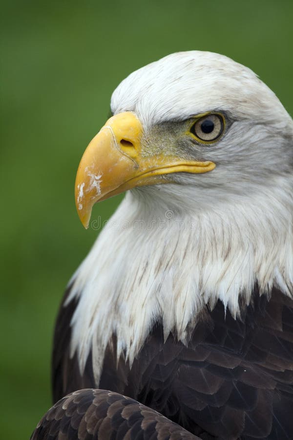 Águila de cabeza blanca americana foto de archivo libre de regalías Águila de cabeza blanca americana foto de archivo libre de regalías