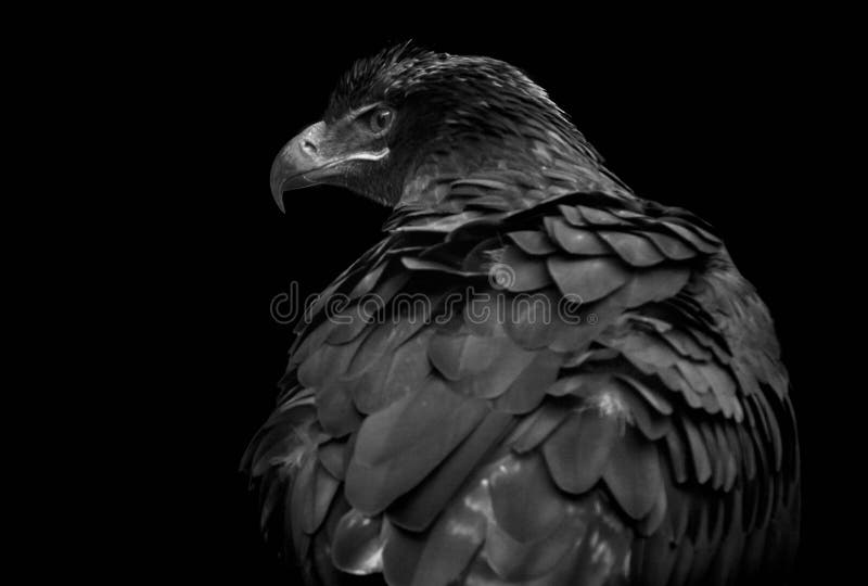 Águila Estepa Aquila nipalensis aislada en fondo negro