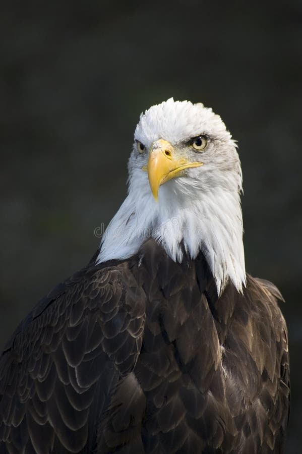 Águila hermosa en alguna parte en Polonia fotografía de archivo libre de regalías
