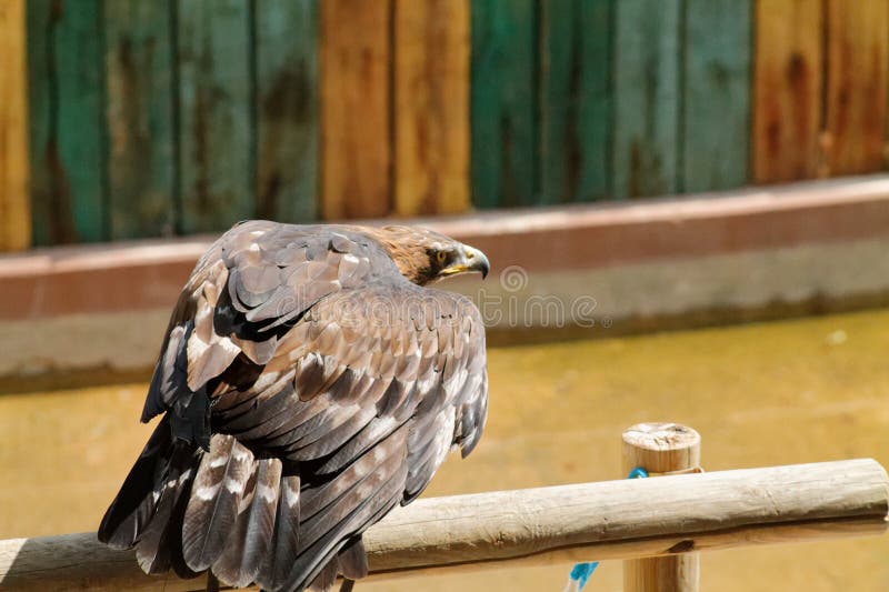 Águila majestuosa encaramada en una vela ilustración del vector