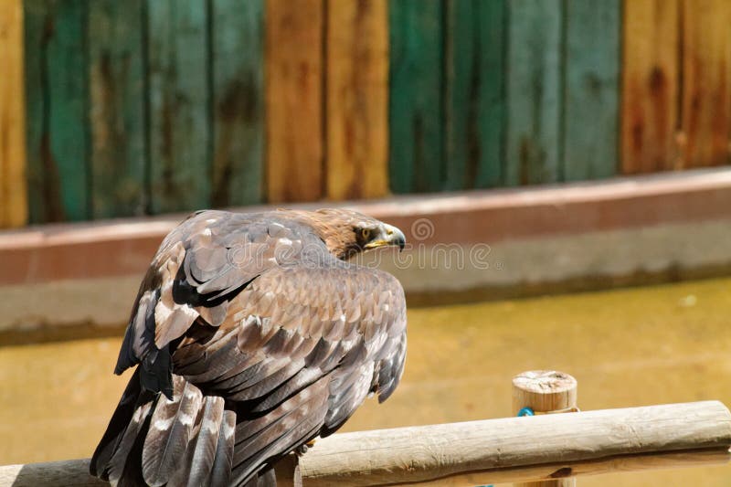 Águila majestuosa encaramada en una vela ilustración del vector