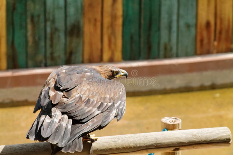 Águila majestuosa encaramada en una vela stock de ilustración