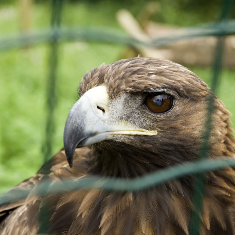 Águila prisionera