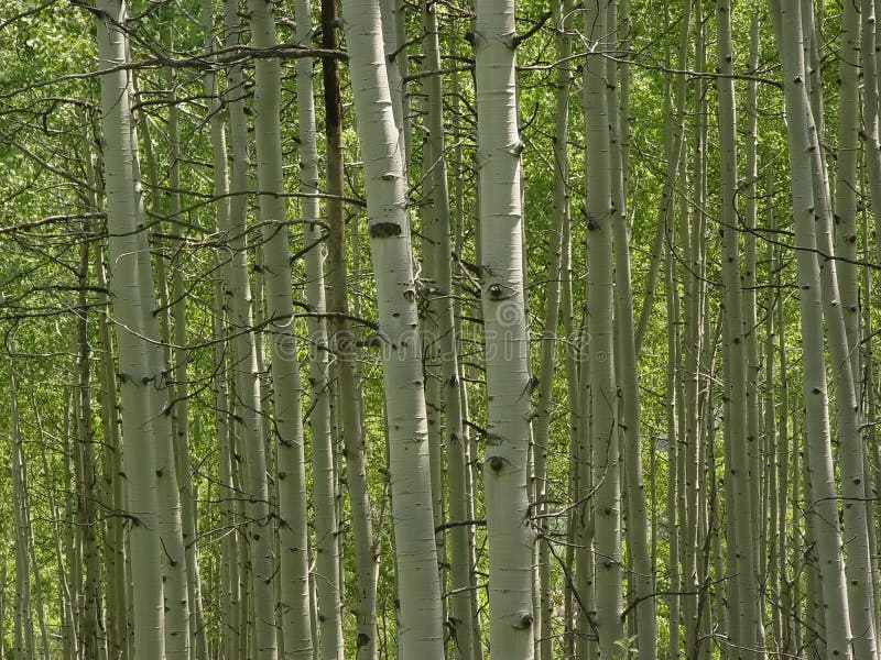 Download Álamos tremedores foto de stock. Imagem de árvore, aspens - 50700
