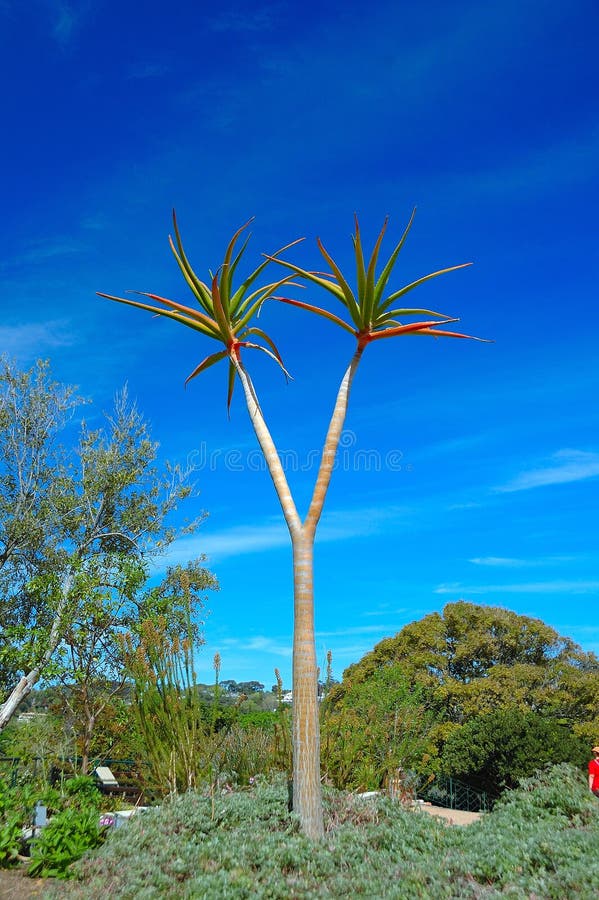 Aloe barberae is Africa's largest aloe reaching up to 15 m in height and 0.9 m in stem diameter. Aloe barberae is Africa's largest aloe reaching up to 15 m in height and 0.9 m in stem diameter.