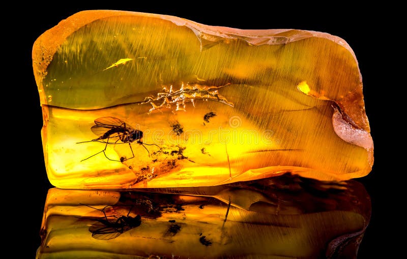 Ámbar báltico asombroso con congelado en este pedazo un mosquito imagen de archivo