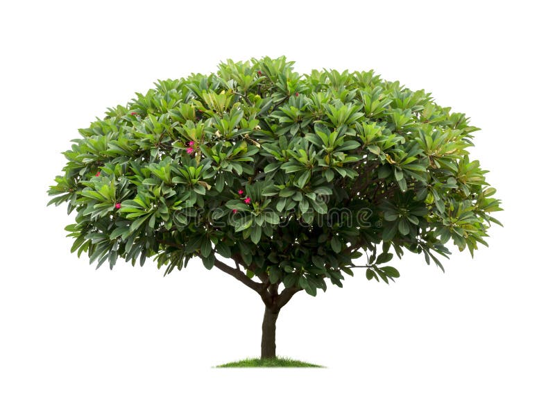 Árbol aislado del frangipani o del plumeria en el fondo blanco imágenes de archivo libres de regalías Árbol aislado del frangipani o del plumeria en el fondo blanco imágenes de archivo libres de regalías