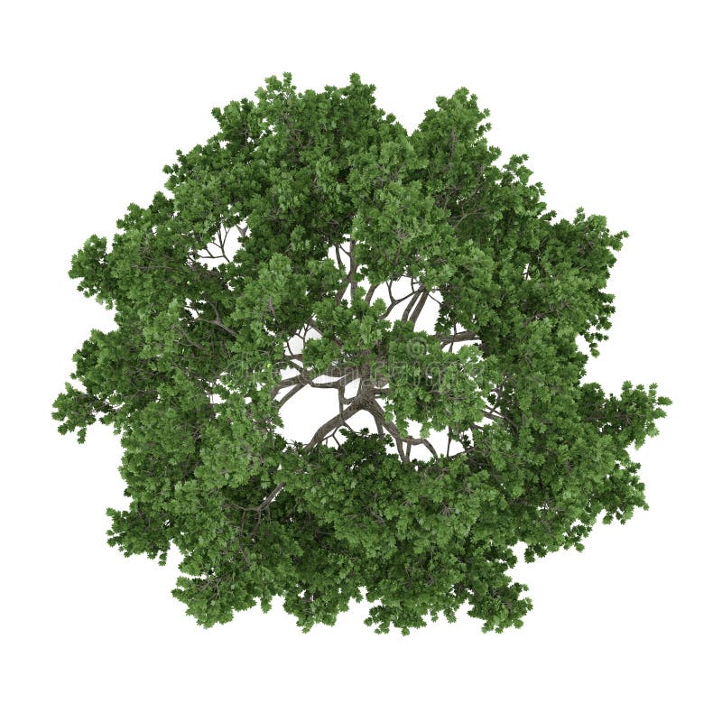 Árbol aislado. Top del arce del Saccharum de Acer ilustración del vector Árbol aislado. Top del arce del Saccharum de Acer ilustración del vector