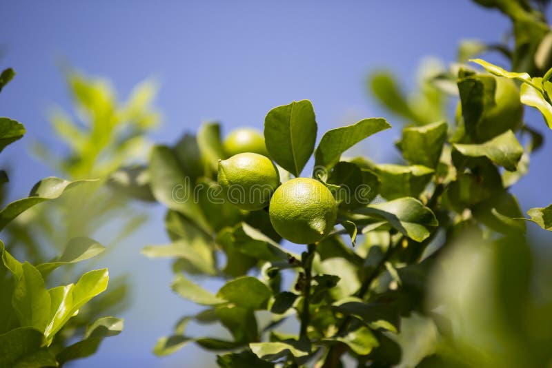 Árbol anaranjado con las frutas imágenes de archivo libres de regalías Árbol anaranjado con las frutas imágenes de archivo libres de regalías