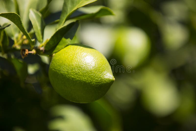 Árbol anaranjado con las frutas fotografía de archivo libre de regalías Árbol anaranjado con las frutas fotografía de archivo libre de regalías