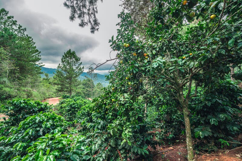árbol anaranjado en las montañas cerca del arbusto del café imágenes de archivo libres de regalías