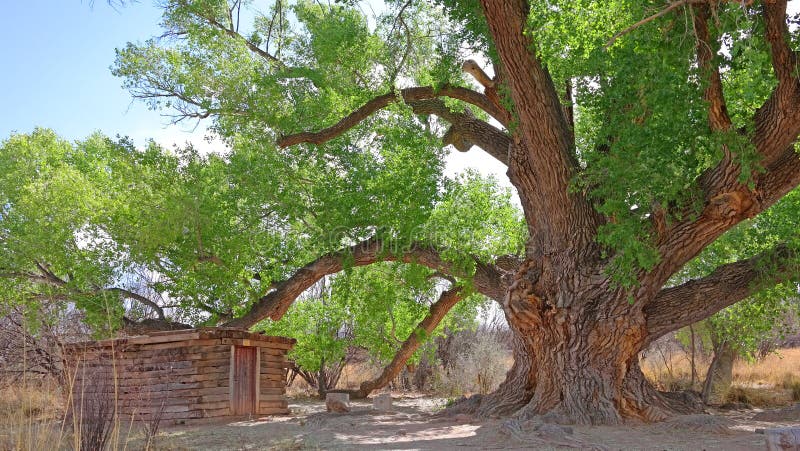 Árbol antiguo del Cottonwood