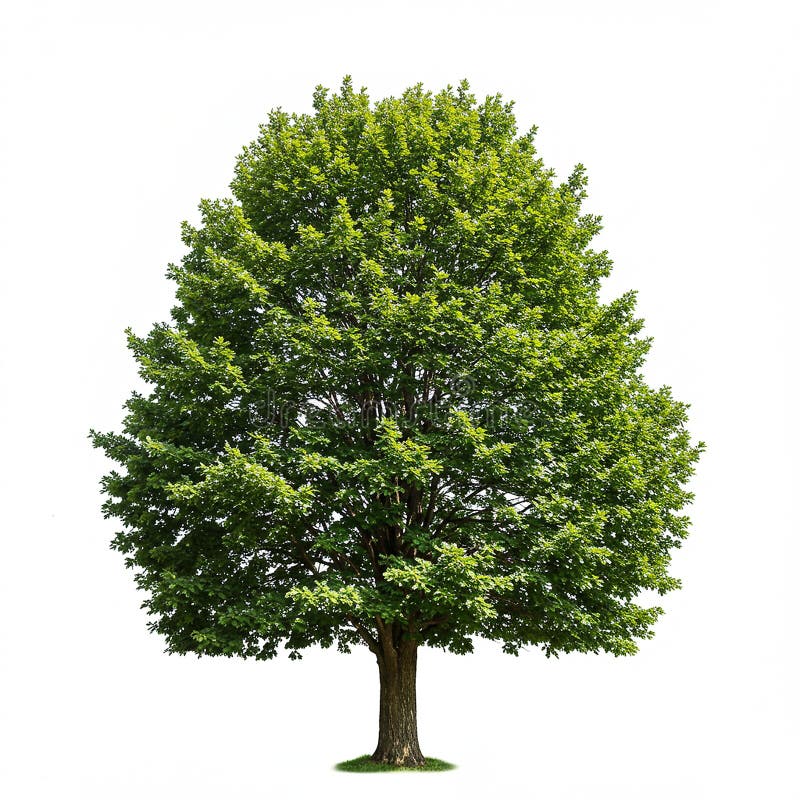 Árbol caducifolio verde con follaje denso y un toldo extenso. stock de ilustración