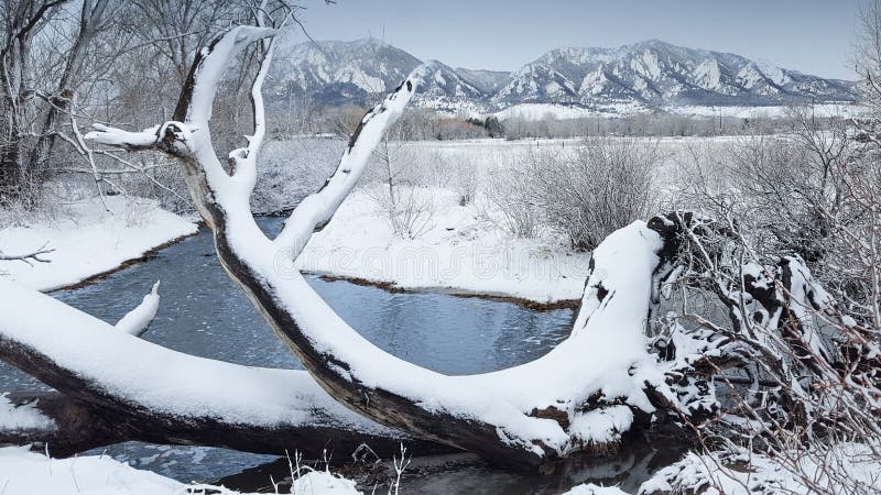 Árbol caido por el rastro del sur de la cala de Boulder en Colorado imagenes de archivo Árbol caido por el rastro del sur de la cala de Boulder en Colorado imagenes de archivo