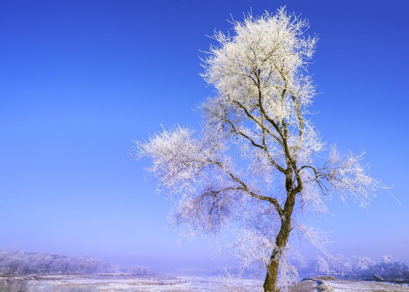 Árbol con escarcha por la mañana fría en invierno fotos de archivo libres de regalías Árbol con escarcha por la mañana fría en invierno fotos de archivo libres de regalías