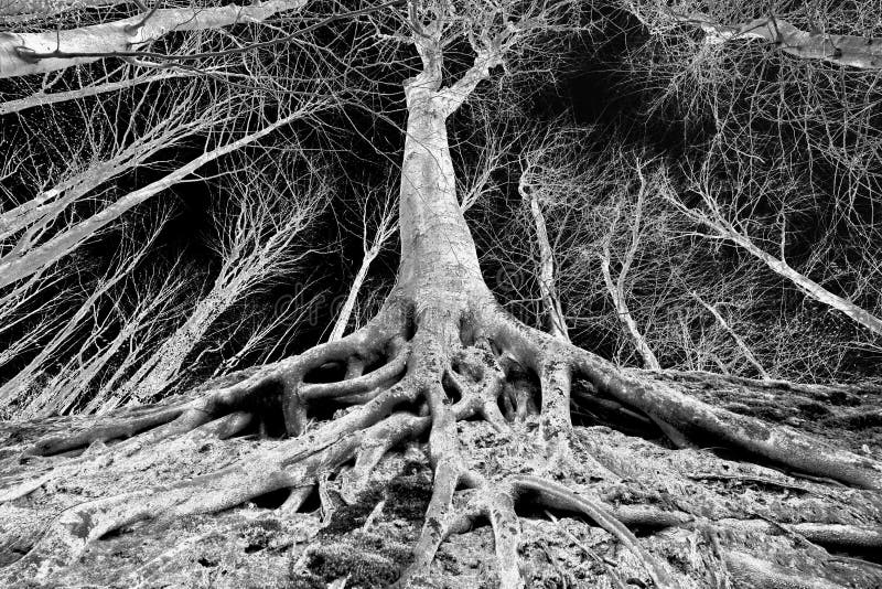 Árbol Con Las Raíces En La Tierra Foto de archivo Imagen de moonlight