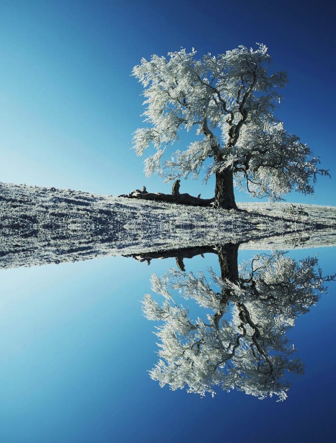 Christmas background- lone frozen tree reflection. Christmas background- lone frozen tree reflection