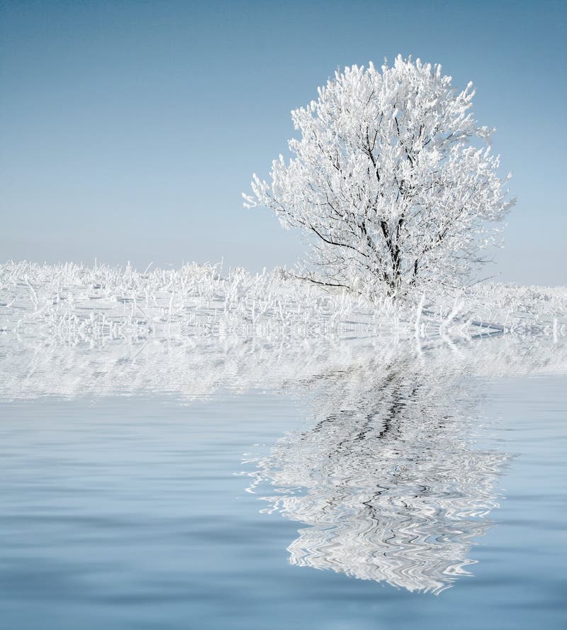 Alone frozen tree with reflection. white winter. Alone frozen tree with reflection. white winter