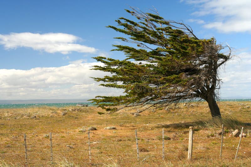 Árbol contra el viento foto de archivo libre de regalías Árbol contra el viento foto de archivo libre de regalías