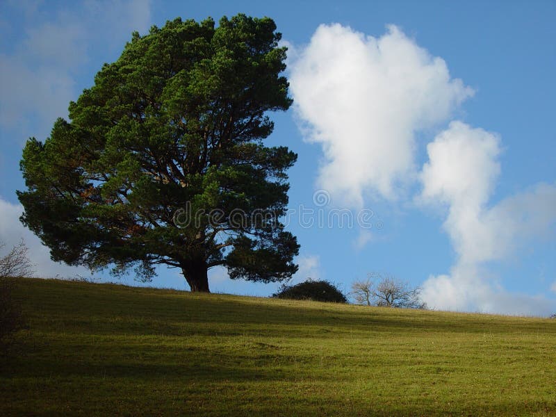 Árbol contra las nubes imágenes de archivo libres de regalías Árbol contra las nubes imágenes de archivo libres de regalías