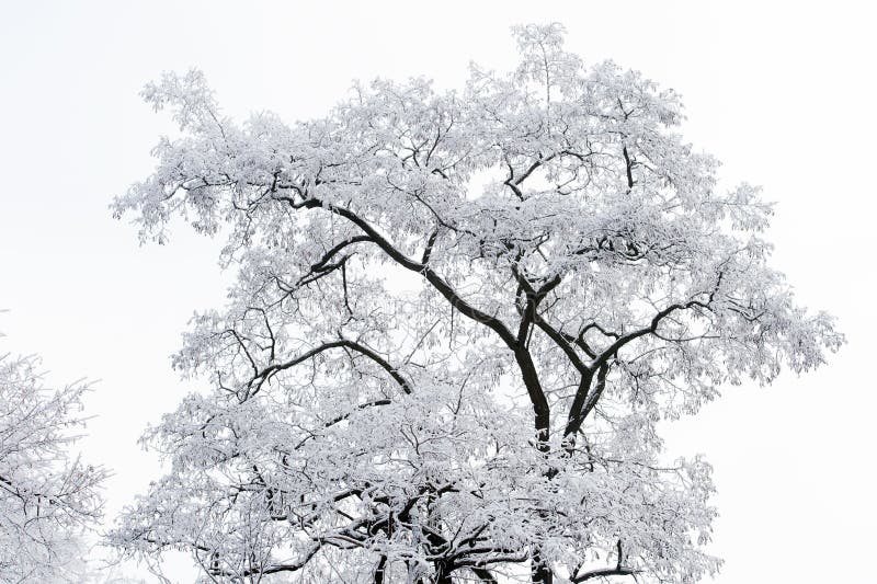 Tree covered with white frost on foggy sky. Snow nature background. Winter season concept. Christmas and new year holidays celebration. Tree covered with white frost on foggy sky. Snow nature background. Winter season concept. Christmas and new year holidays celebration.