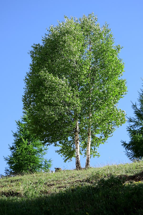 Birch tree on the alps. Birch tree on the alps