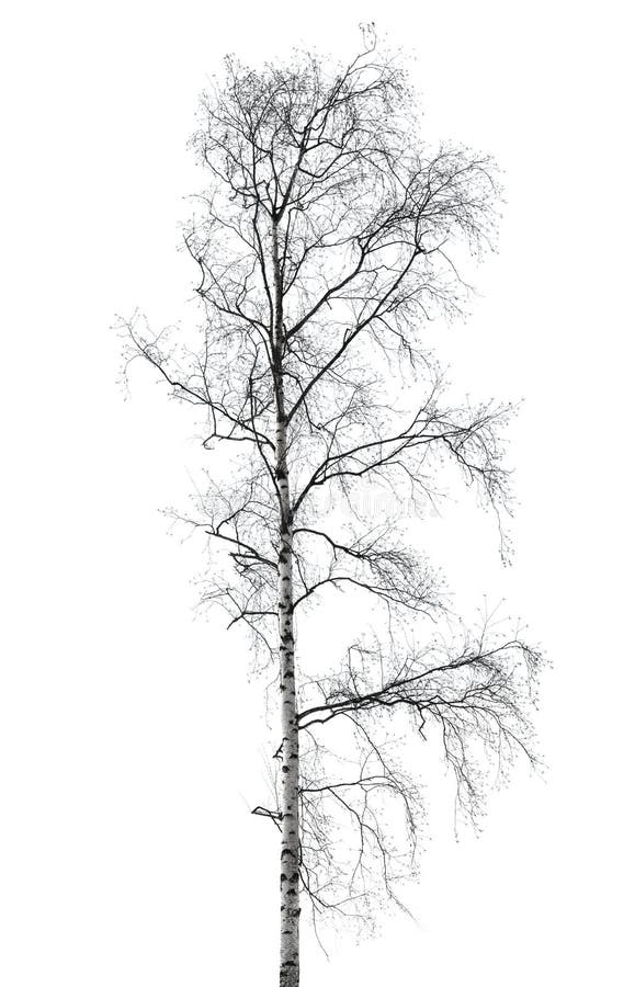 Birch tree without leaves in winter season isolated on white. Birch tree without leaves in winter season isolated on white