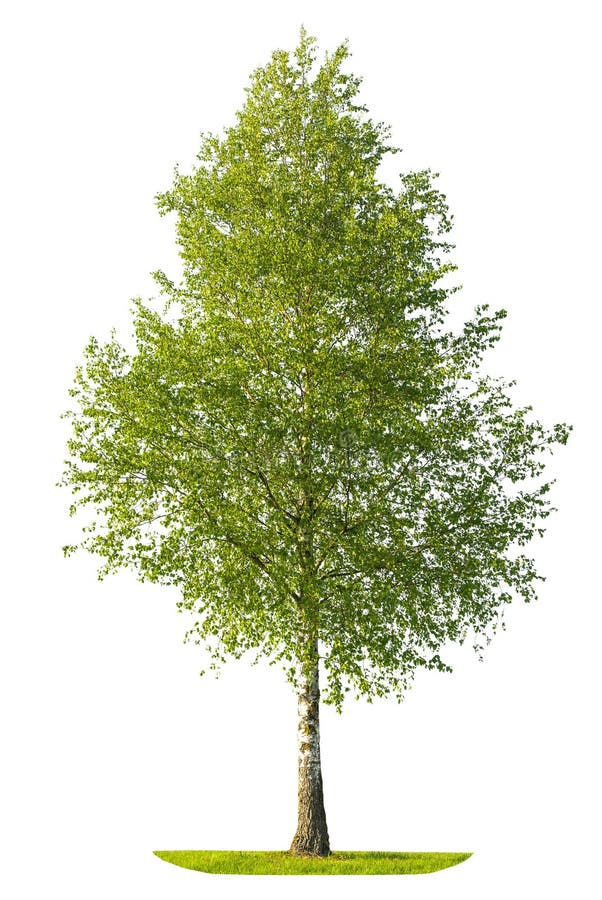 Árbol de abedul verde de la primavera aislado en el fondo blanco imagen de archivo