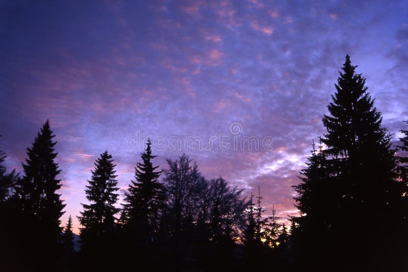 Árbol de abeto con el cielo púrpura