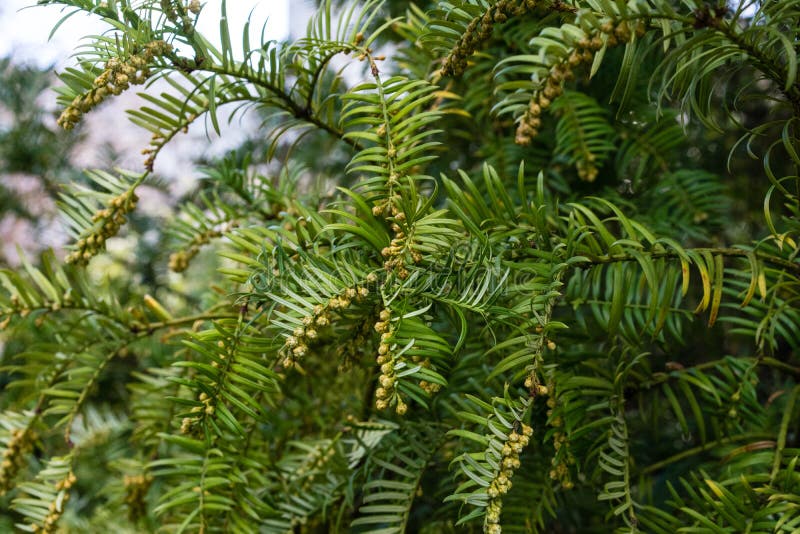 Árbol de abeto con la rama y las hojas, drupacea del harringtonia del cephalotaxus de Japón imágenes de archivo libres de regalías Árbol de abeto con la rama y las hojas, drupacea del harringtonia del cephalotaxus de Japón imágenes de archivo libres de regalías