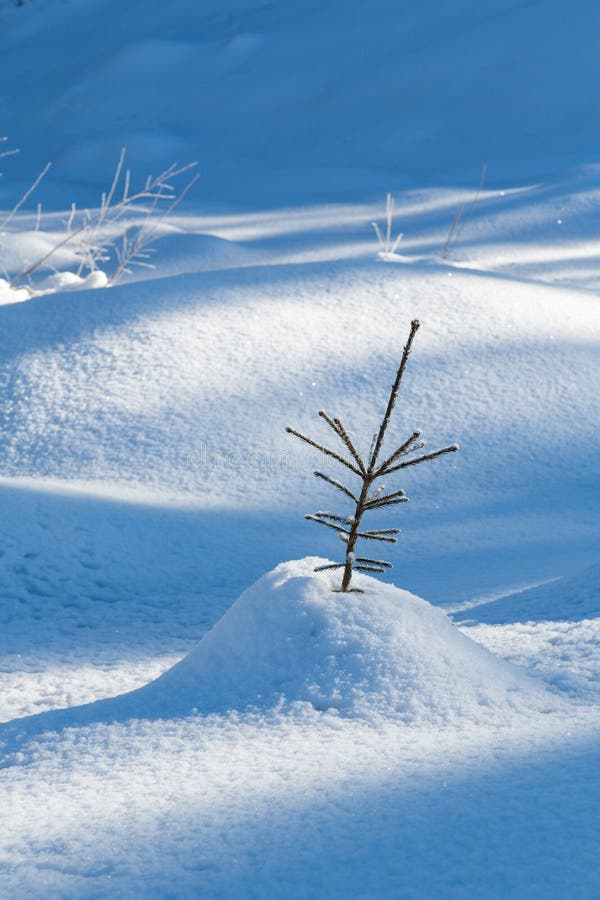 Árbol de abeto del almácigo con las sombras interesantes fotos de archivo libres de regalías Árbol de abeto del almácigo con las sombras interesantes fotos de archivo libres de regalías