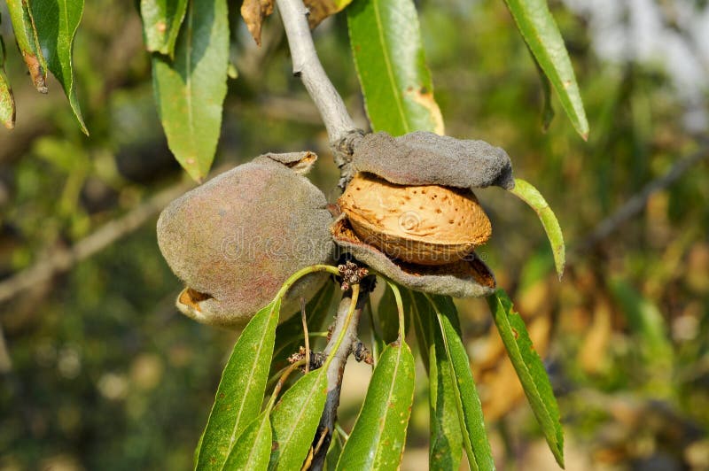 Almendras Maduras En Las Ramas De árbol Imagen de archivo Imagen de