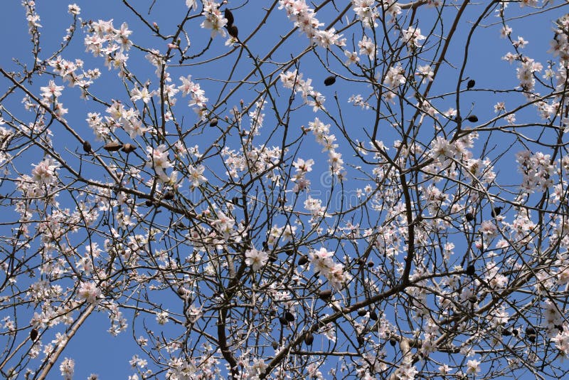 Árbol de almendra con las flores febrero