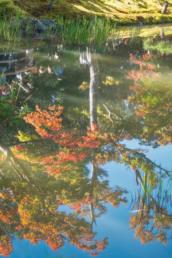 Árbol de arce con en el otoño reflejado en el agua en los jardines de oro del pabellón en Kyoto, Japón imágenes de archivo libres de regalías Árbol de arce con en el otoño reflejado en el agua en los jardines de oro del pabellón en Kyoto, Japón imágenes de archivo libres de regalías