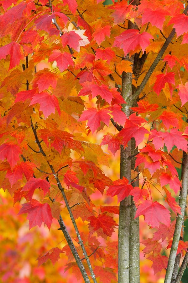 Árbol de arce en Autumn Closeup