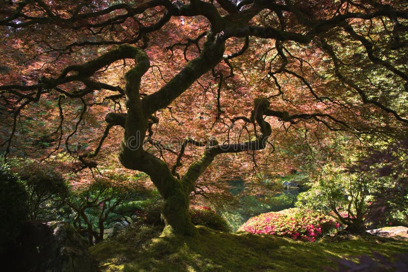 El árbol De Arce Japonés Viejo En Otoño Imagen de archivo - Imagen de