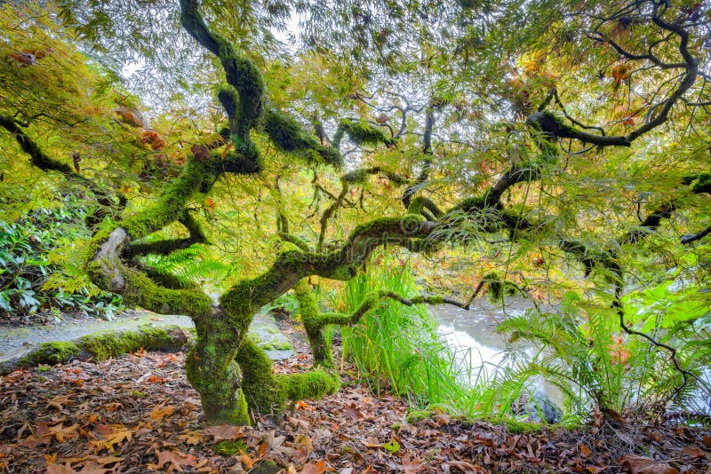 Árbol De Arce Japonés Verde Imagen de archivo Imagen de acer