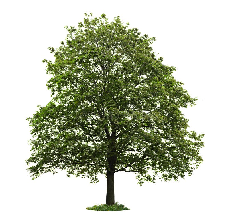 Árbol de arce maduro aislado fotografía de archivo Árbol de arce maduro aislado fotografía de archivo
