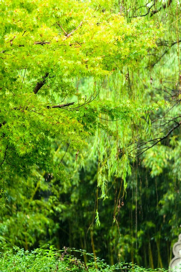 Árbol de arce verde en lluvia fotografía de archivo Árbol de arce verde en lluvia fotografía de archivo