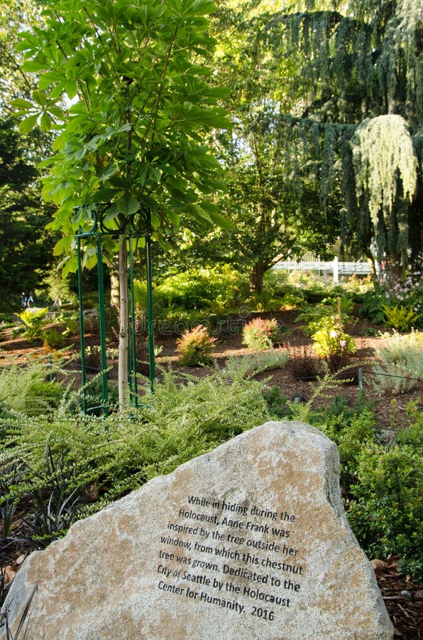 Árbol de castaña crecido del árbol ofrecido en el diario de Anne Frank imágenes de archivo libres de regalías Árbol de castaña crecido del árbol ofrecido en el diario de Anne Frank imágenes de archivo libres de regalías