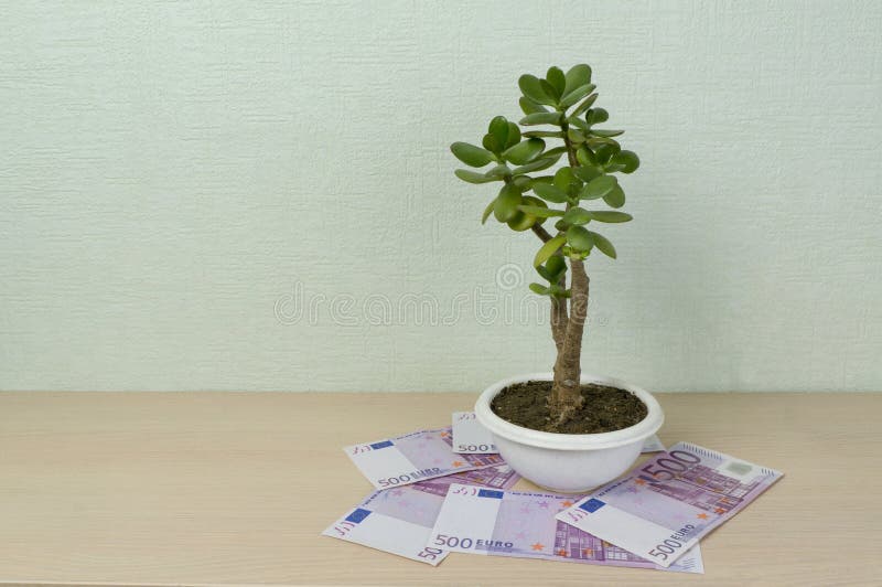 Árbol de dinero, nombre latino Crassula Alrededor de él yacen billetes de 500 euros El concepto de riqueza, inversión, inversión, fotografía de archivo Árbol de dinero, nombre latino Crassula Alrededor de él yacen billetes de 500 euros El concepto de riqueza, inversión, inversión, fotografía de archivo