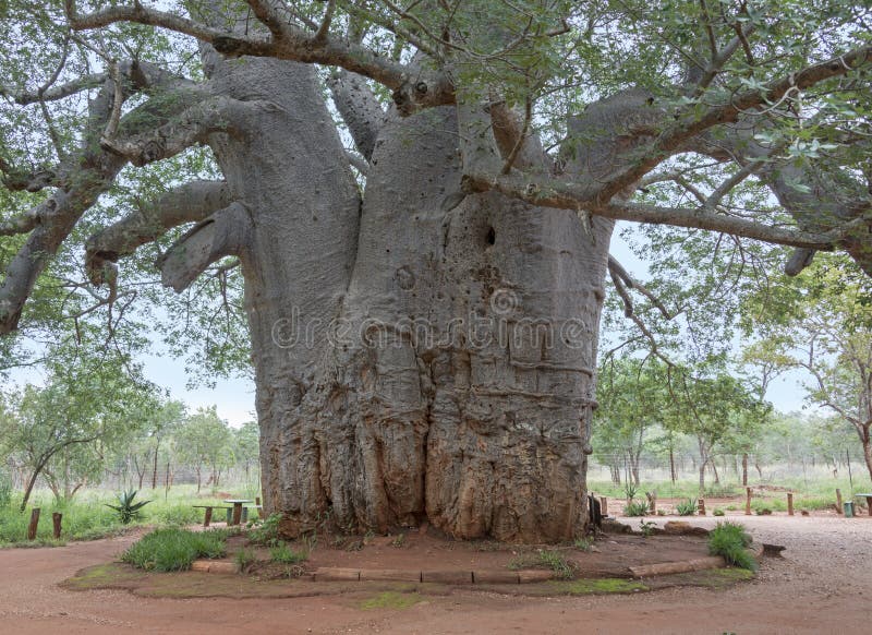 Árbol de dos mil años del baobab foto de archivo libre de regalías Árbol de dos mil años del baobab foto de archivo libre de regalías
