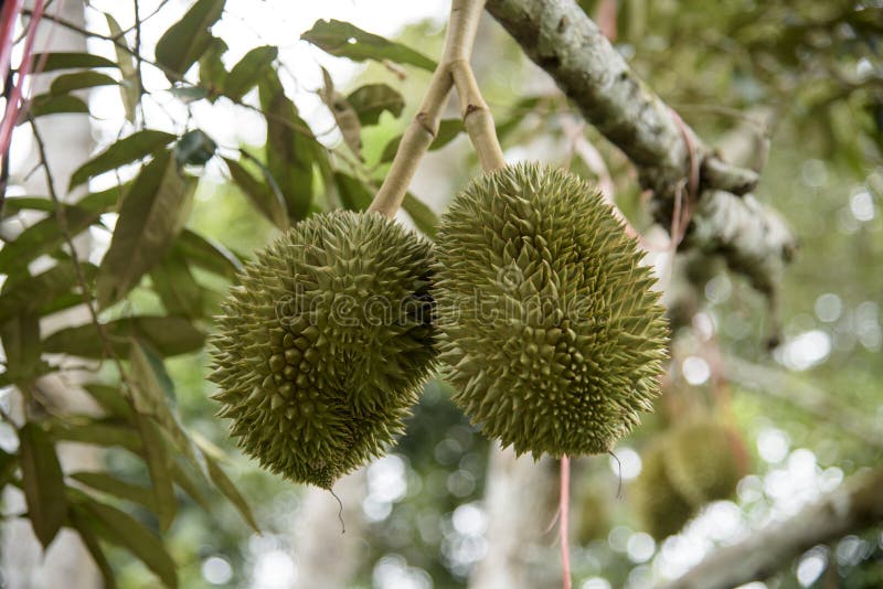 Árbol de Durian en el jardín fotos de archivo libres de regalías Árbol de Durian en el jardín fotos de archivo libres de regalías