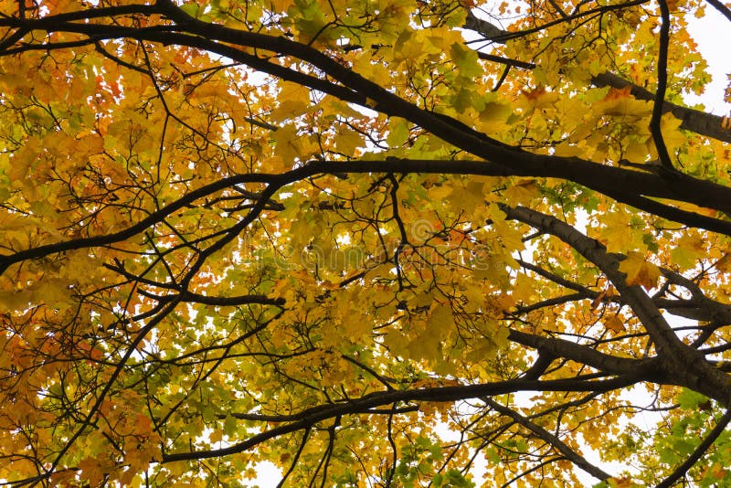 Árbol de la caída del otoño en bosque con las ramas marrones y las hojas verdes amarillo-naranja en parque en una imagen de fondo foto de archivo libre de regalías Árbol de la caída del otoño en bosque con las ramas marrones y las hojas verdes amarillo-naranja en parque en una imagen de fondo foto de archivo libre de regalías