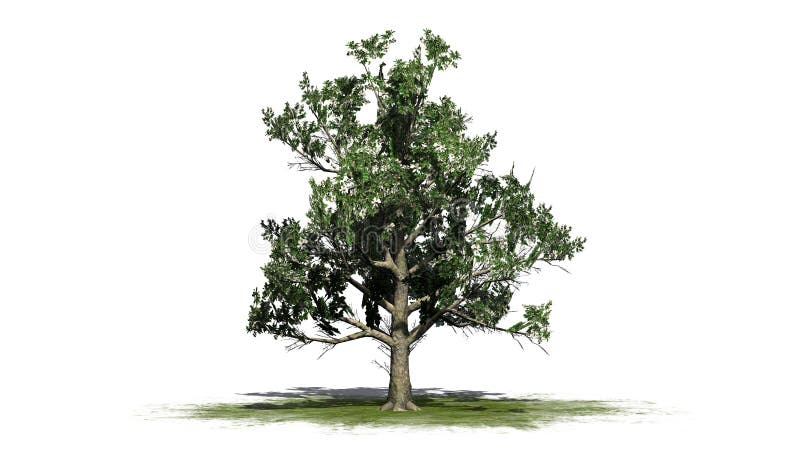 Árbol de la magnolia meridional con los flores stock de ilustración Árbol de la magnolia meridional con los flores stock de ilustración