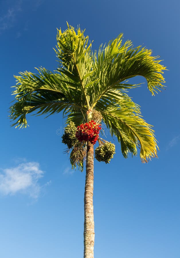 Árbol de la nuez de betel que crece en Kauai fotografía de archivo libre de regalías Árbol de la nuez de betel que crece en Kauai fotografía de archivo libre de regalías